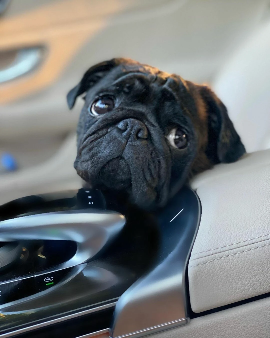 Tuvana Türkay, köpeğini kurtarmak için Boğaz’ın serin sularına atladı: Boğulsaydı vicdan azabından ölürdüm