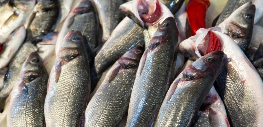 Yunanistan'dan AB'ye 'Türkiye'den balık almayın' şikayeti