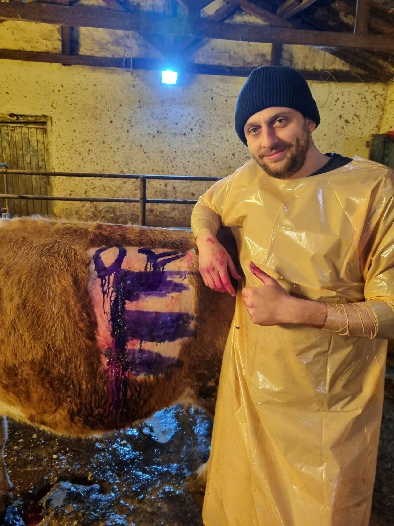 İneğin karnından çıkanlar şoke etti: Hayvanı ölüme götürebilirdi