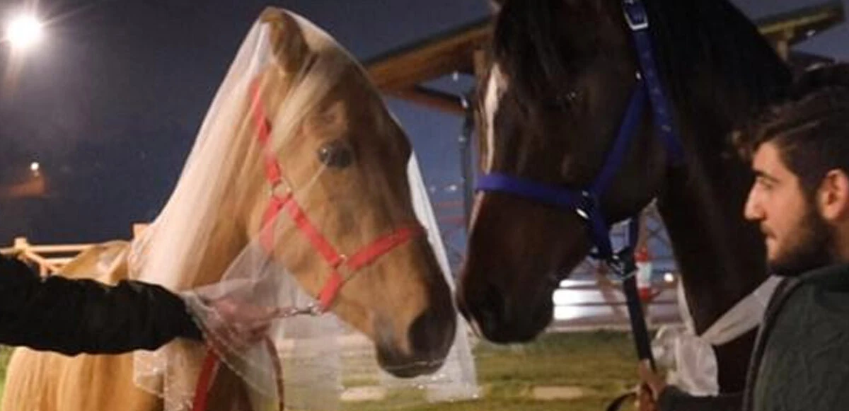 Bu düğün başka düğün! Atlar için önce kına gecesi, sonra da davullu zurnalı nikah kıydılar