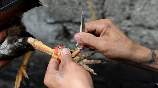 Horoz dövüşünde korkunç olaylar: Bir saldırtan bir izleyen festivalde öldü