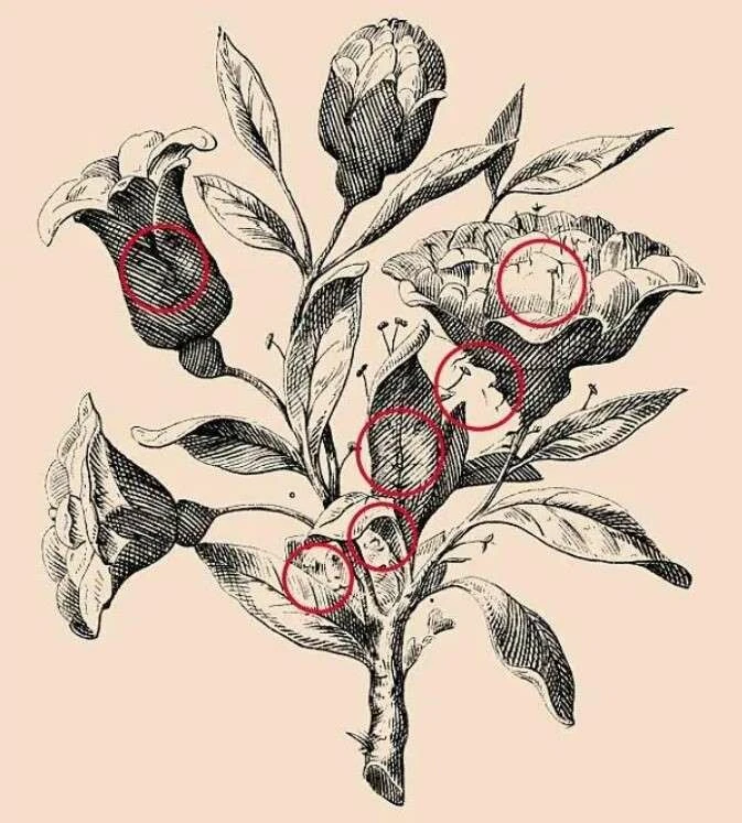 Resimdeki gizli yüzleri kimse bulamıyor: Sadece IQ’su 140 olanların görebildiği optik illüzyon testi!