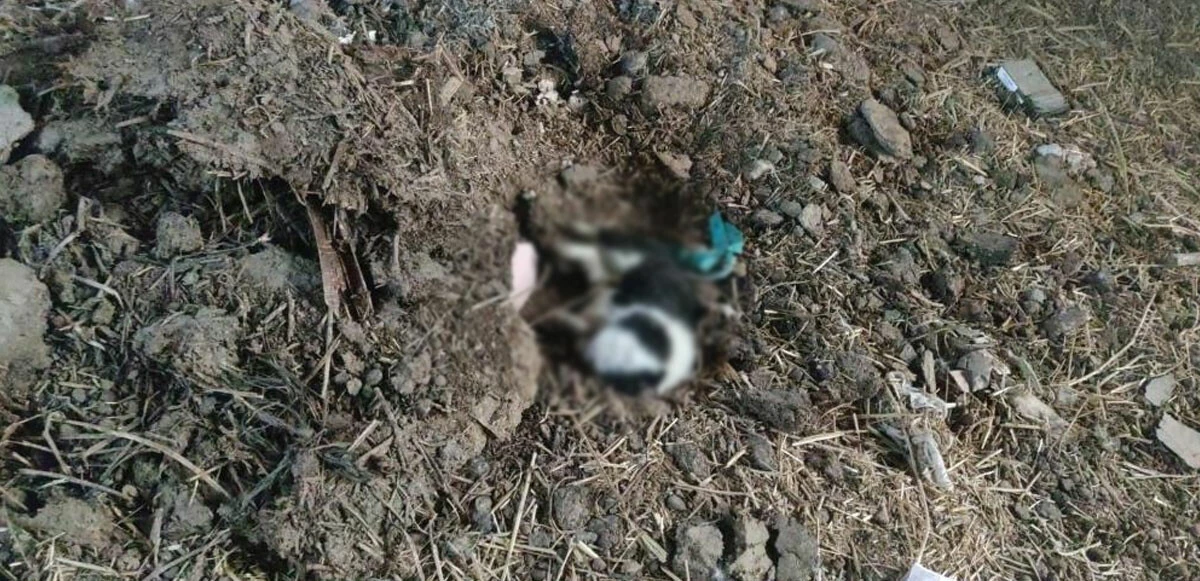 Denizli 4 kedi ve 5 köpek ölüsü bulundu! <a href=