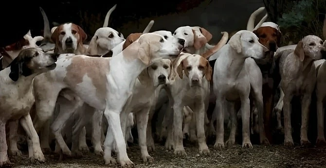 Dedektifler bile köpeklerin arasında gizlenen kaplanı bulamadılar! İşte IQ’su tavan yapanları işaret eden zeka testi
