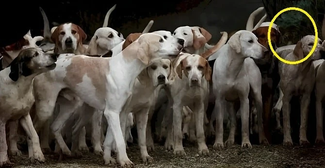 Dedektifler bile köpeklerin arasında gizlenen kaplanı bulamadılar! İşte IQ’su tavan yapanları işaret eden zeka testi