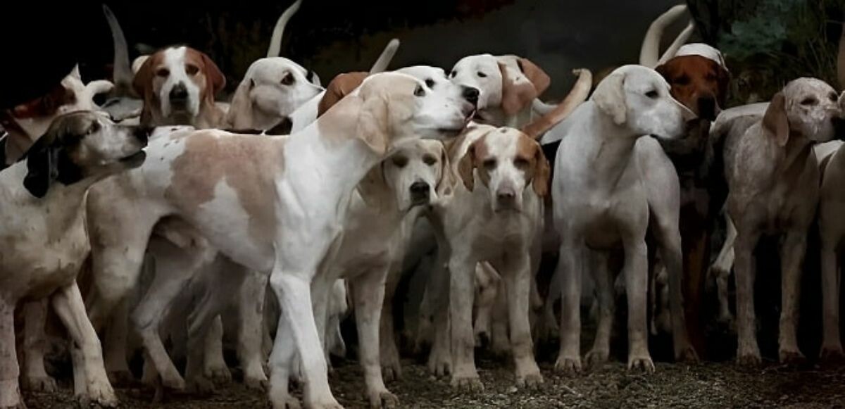 Dedektifler bile köpeklerin arasında gizlenen kaplanı bulamadılar! İşte IQ’su tavan yapanları işaret eden zeka testi