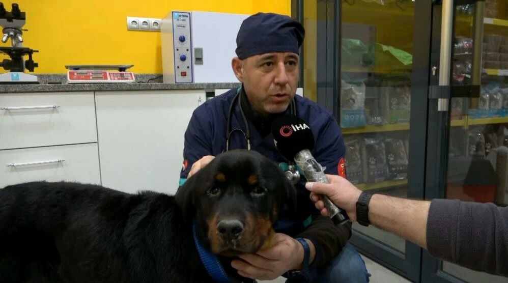 13 milyon kedi ve köpekten 200 bulaşıcı hastalık çıktı!