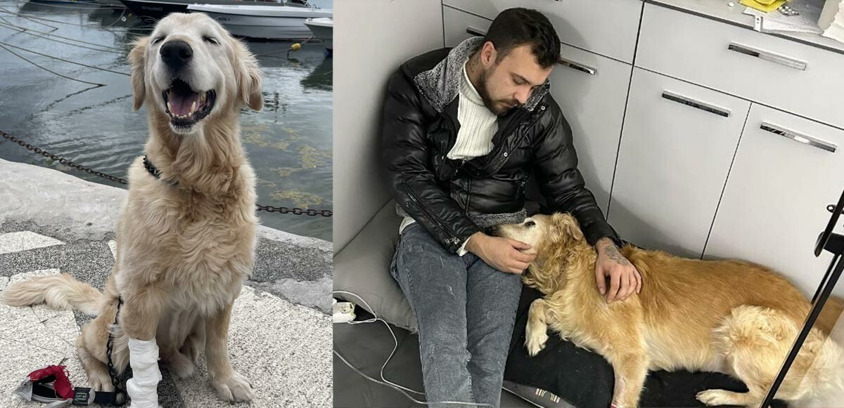 Fenomen köpek &#039;Hera&#039; yaşam mücadelesini kaybetti