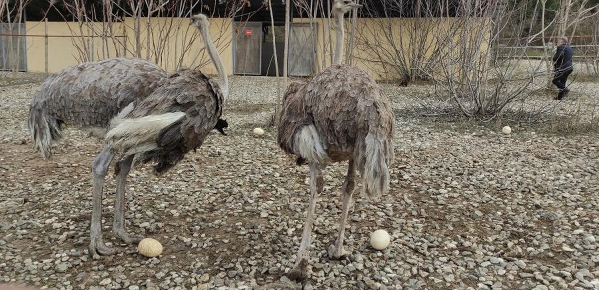 Sıcak hava deve kuşlarını şaşırttı! Kışın yumurtlamaya başladılar