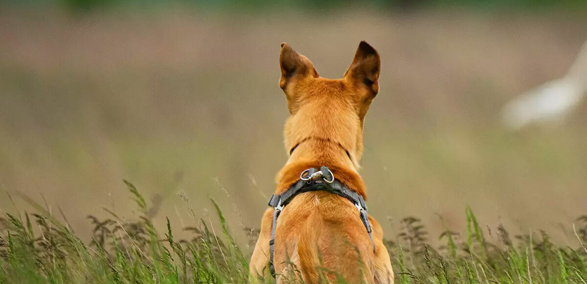 Dünya bu ilginç olayı konuşuyor: Köpek, sahibini tüfekle vurarak öldürdü