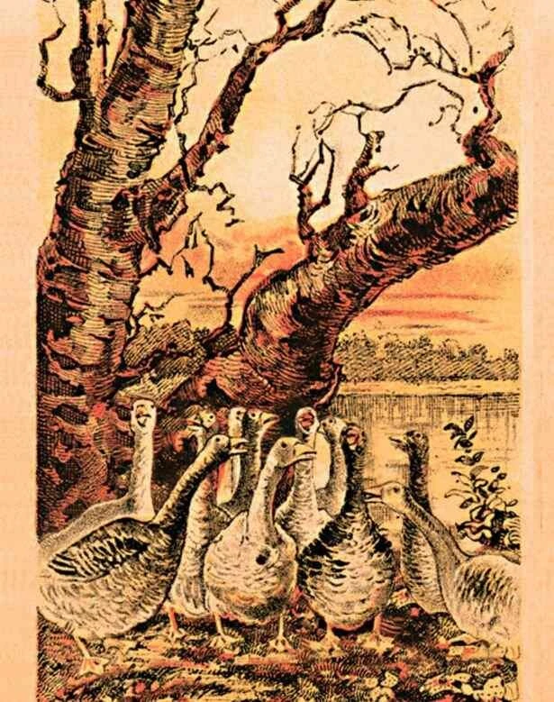 Zekanız ne kadar keskin? Kazların arasındaki kurnaz tilkiyi 10 saniyede bulanların IQ’su 140 çıkıyor!