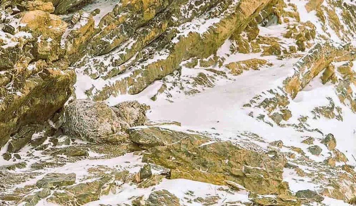 5 saniyeniz var… Kayaların arasındaki leoparı sadece yüksek IQ'ya sahip kişiler bulabiliyor