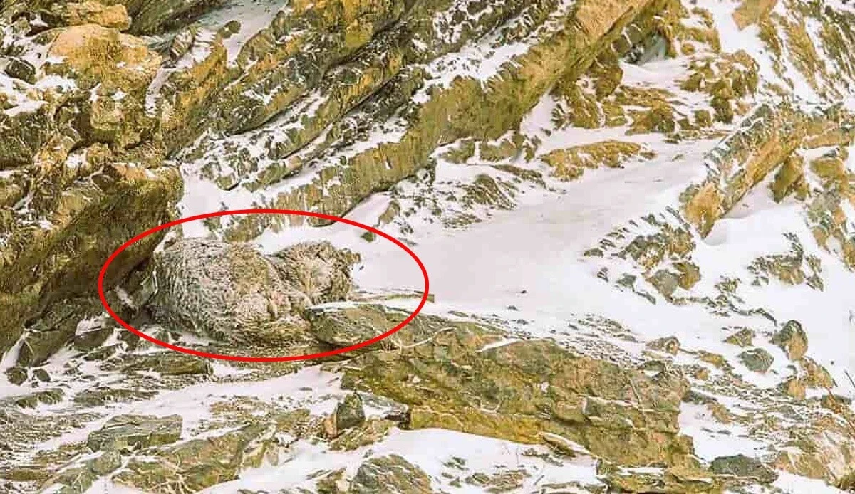 5 saniyeniz var… Kayaların arasındaki leoparı sadece yüksek IQ'ya sahip kişiler bulabiliyor