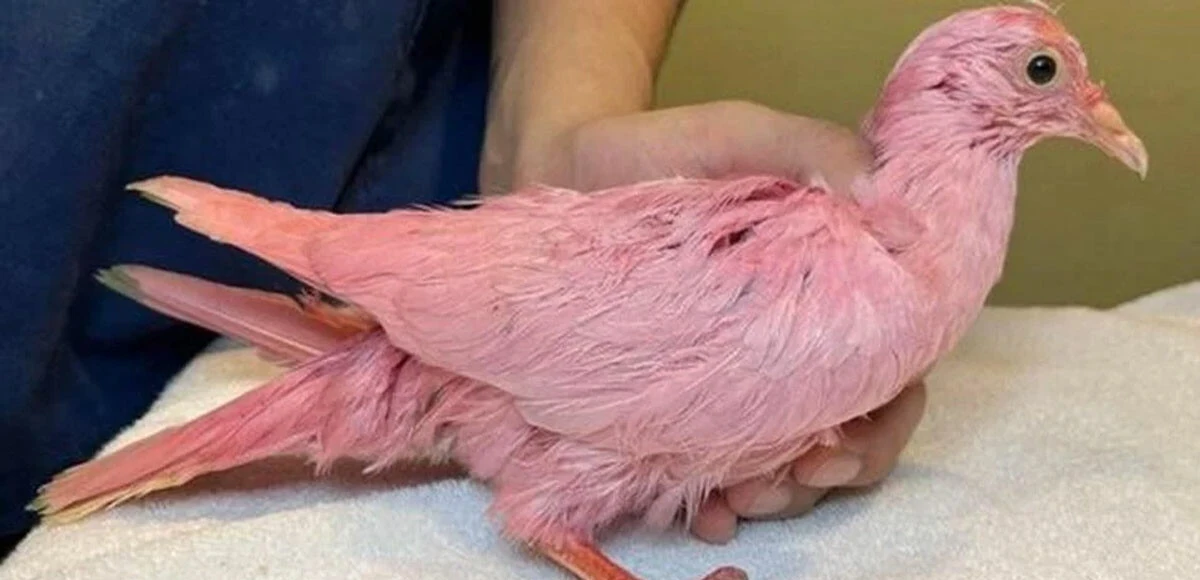 Cinsiyet açıklama partileri korkunç boyutlara ulaştı! Kuşun halini görenlerin yüreği burkuldu