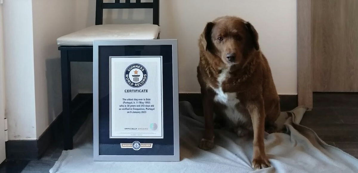 Dünyanın en yaşlı köpeği Bobi: 30 yaşında Guinness Rekorlar Kitabı&#039;na girdi