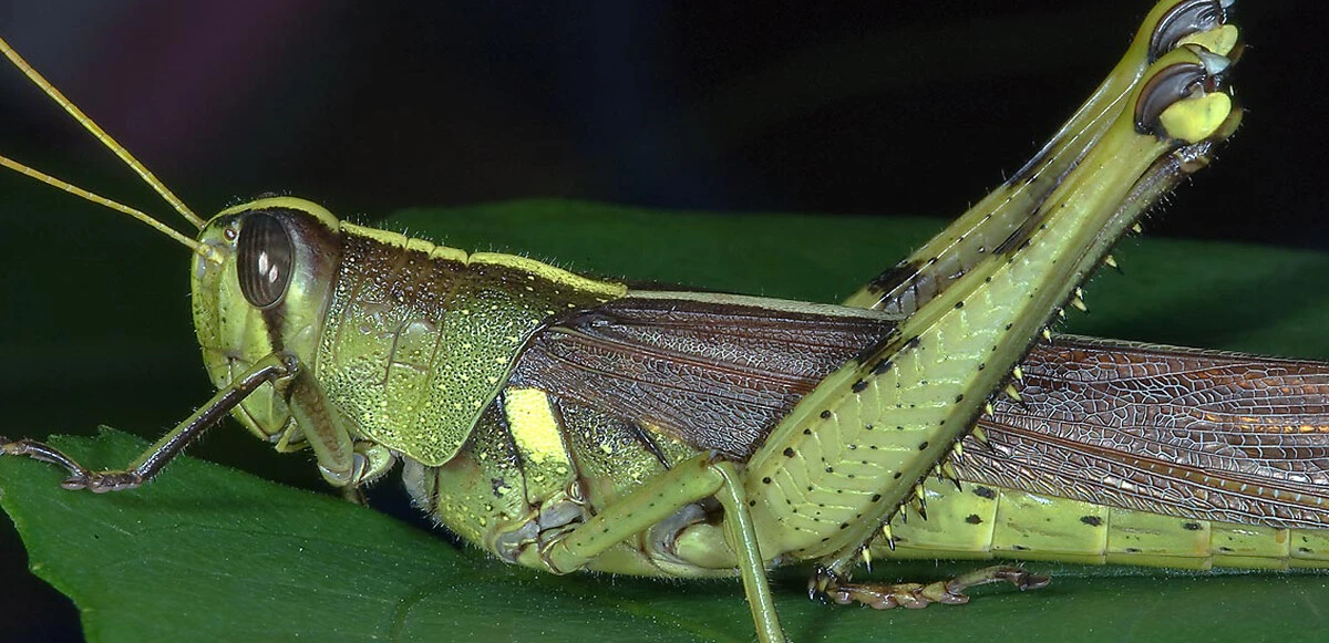 Kanserde çığır açan araştırma: Karıncalar teşhis ediyor