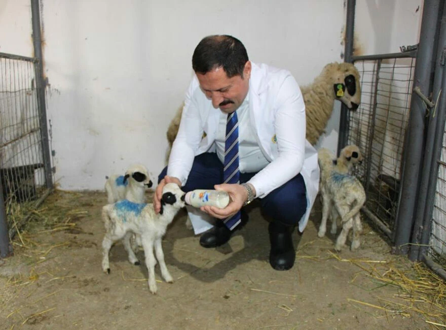 Amasya’da nadir görülen olay: Yerli ve milli koyun altız doğurdu