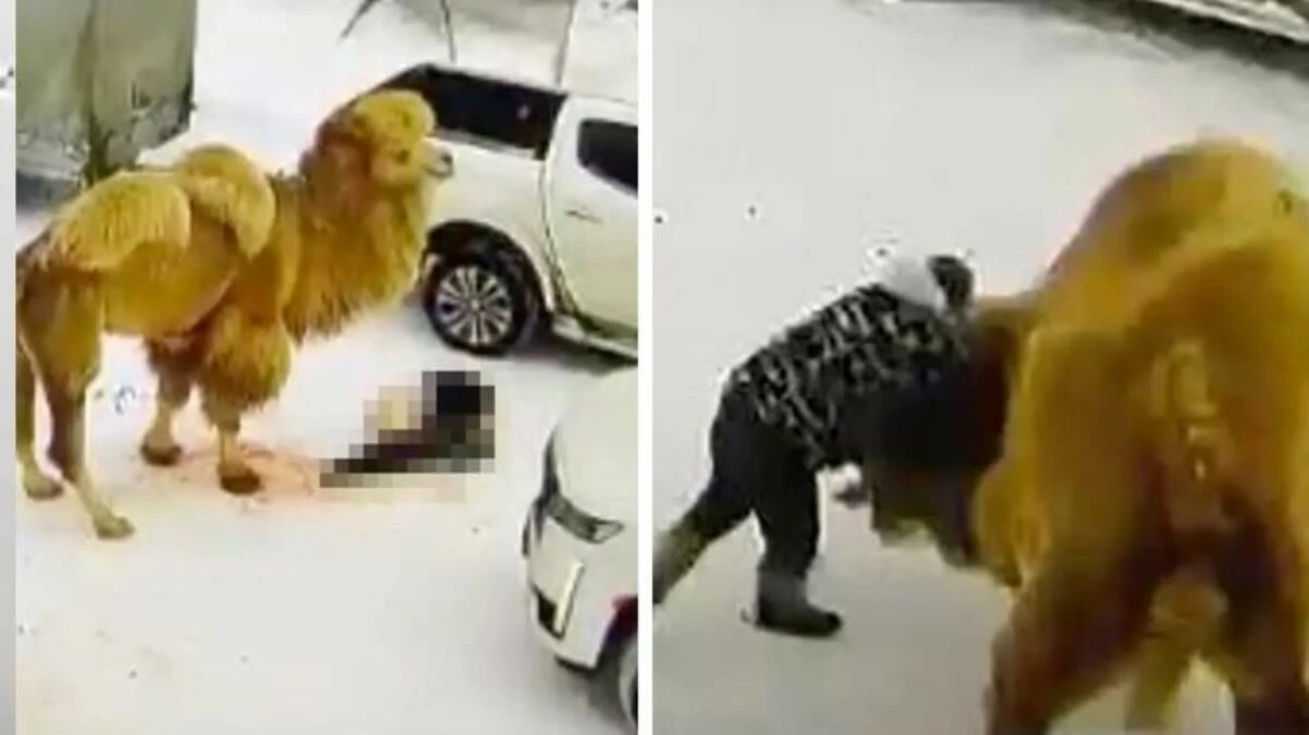 Yumruk attığı deve intikamını çok fena aldı! Dakikalar içinde hayatını kaybetti