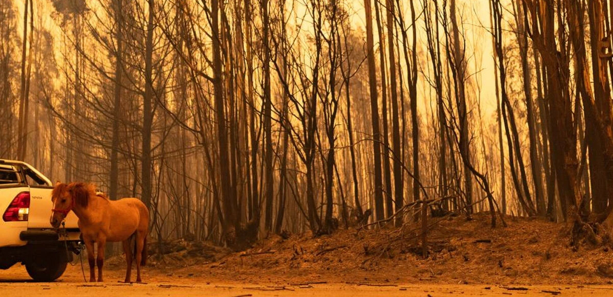 Şili'deki orman yangınlarında bilanço ağırlaşıyor