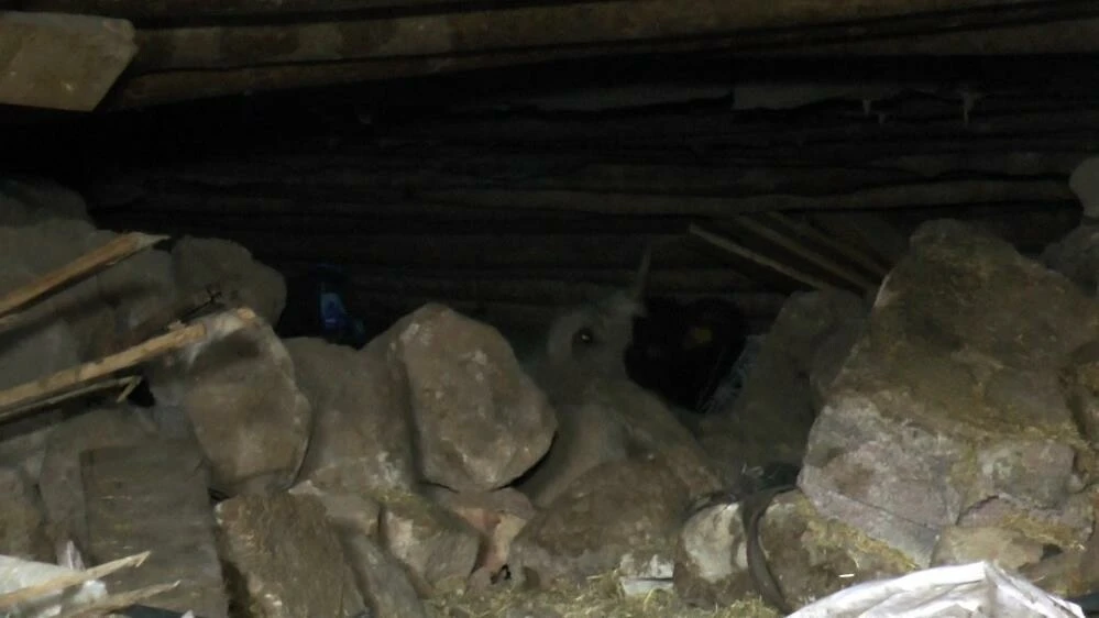 Çocuğu gibi gördüğü hayvanları için her gün ölümü göze alıyor! Enkazda sıkışan ineğini böyle besliyor