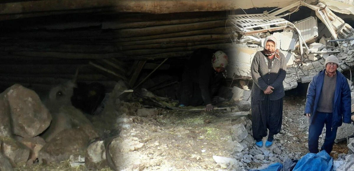 Çocuğu gibi gördüğü hayvanları için her gün ölümü göze alıyor! Enkazda sıkışan ineğini böyle besliyor