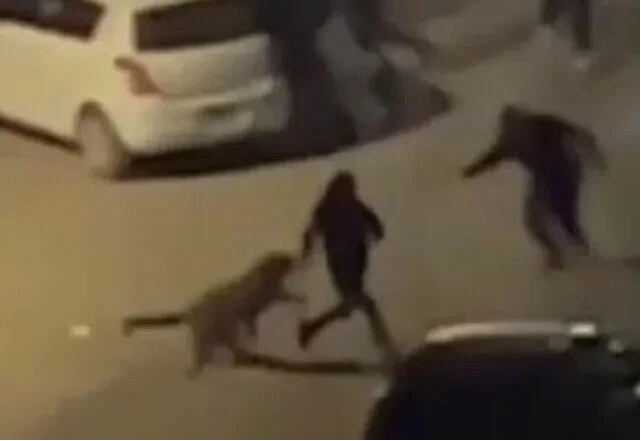 Nereden geldiği bilinmeyen leopar İslamabad'ı birbirine kattı: 4 kişiyi yaraladı