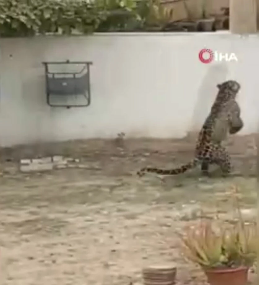 Nereden geldiği bilinmeyen leopar İslamabad'ı birbirine kattı: 4 kişiyi yaraladı
