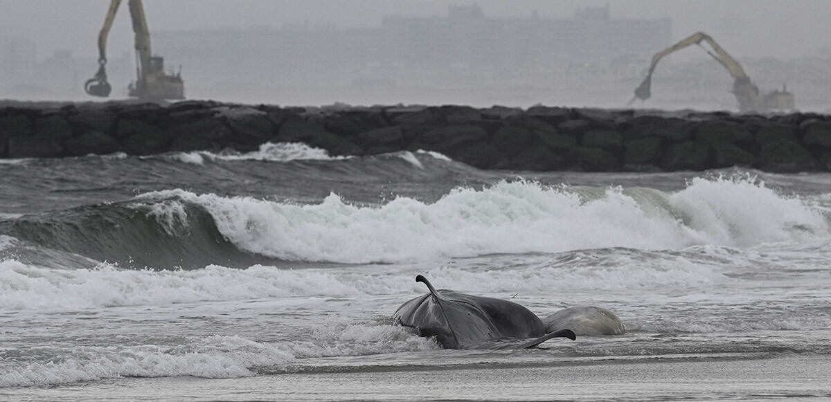 Balinalar ölüyor: New York&#039;ta bir balina daha sahile vurdu