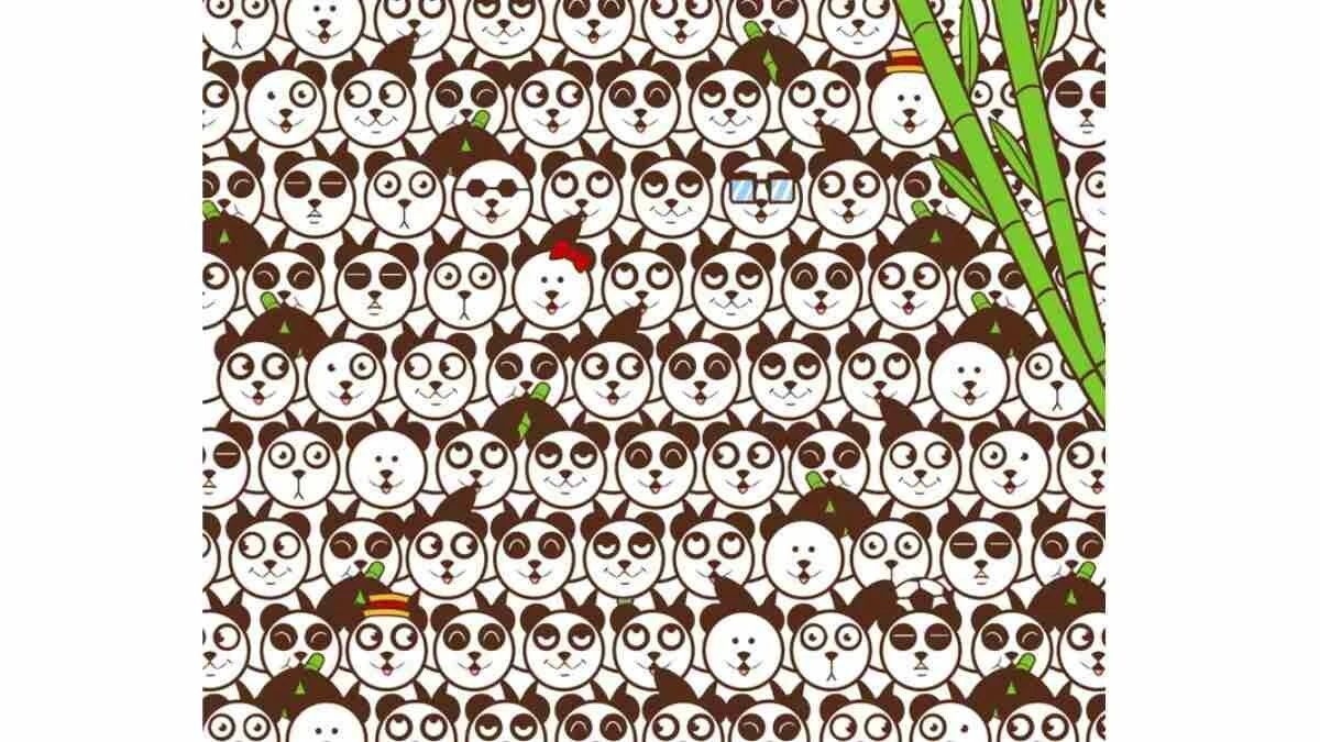 Süre: 17 saniye… Pandaların arasındaki futbol topunu yalnızca dâhiler bir bakışta bulabiliyor!