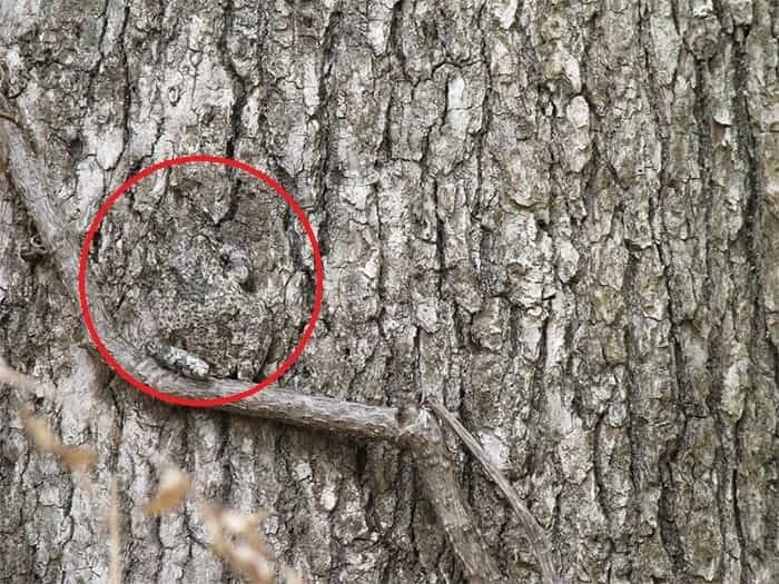 Aklınıza takla attıran zeka testi! Yalnızca parlak zekalılar ağaç kabuğundaki kurbağayı 3 saniyede görebiliyor