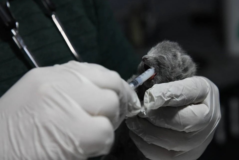 Patili canlar enkaz altından sağ olarak çıkarıldı