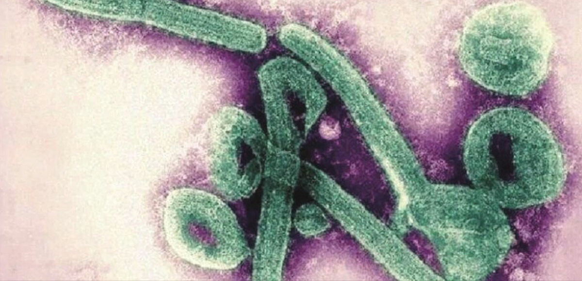 Marburg virüsü yüzünden 2 kişi daha öldü! Can kaybı giderek artıyor