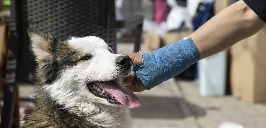 Aleks isimli köpek depremden 22 gün sonra enkazdan sağ olarak kurtarıldı