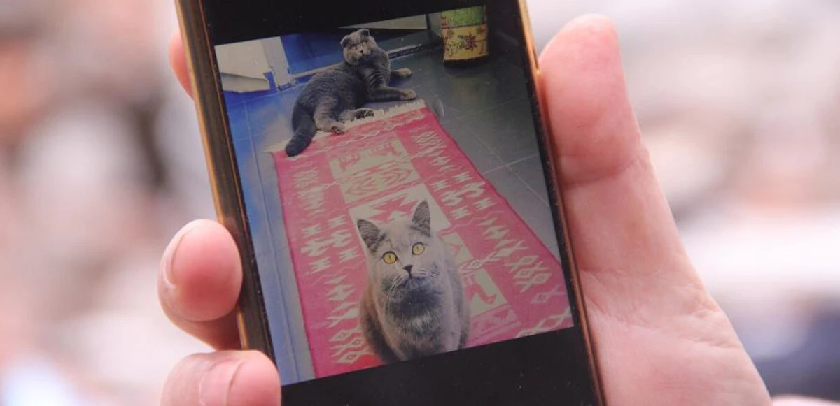 Deprem evlerini yıktı: Gece gündüz enkazdaki kedilerini arıyor