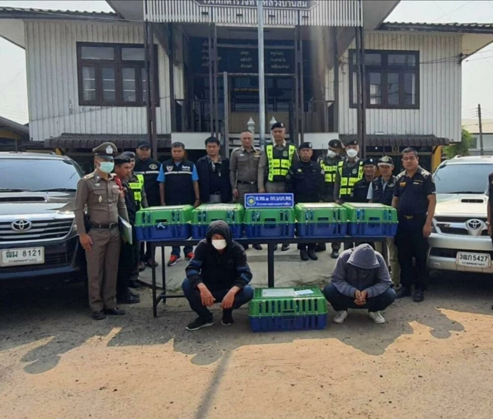 Polis şüphelenip takibe aldı! Araçtan çıkan onlarca makak maymunun kaçırılma sebebi şoke etti