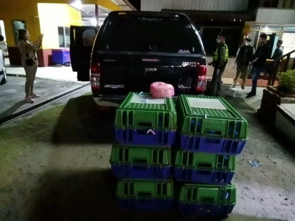 Polis şüphelenip takibe aldı! Araçtan çıkan onlarca makak maymunun kaçırılma sebebi şoke etti