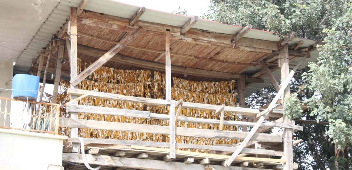 Çamaşır gibi kabuk kurutuyorlar: Mahallenin geçim kaynağı oldu