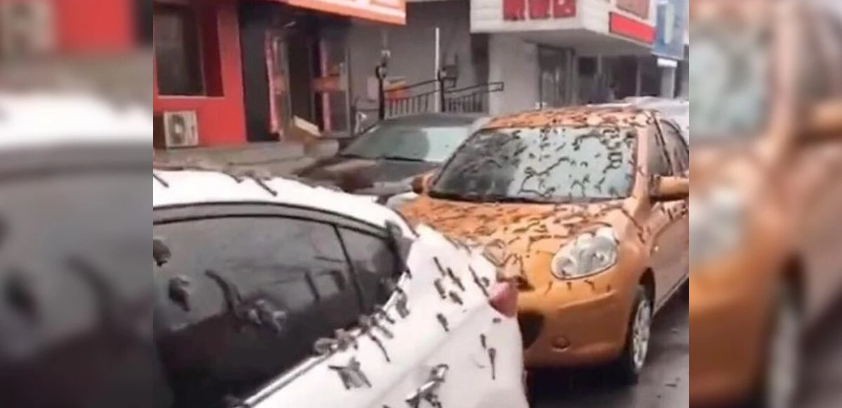 Gökten insanların üzerine yağdı: Solucan yağmurunun nedeni ortaya çıktı