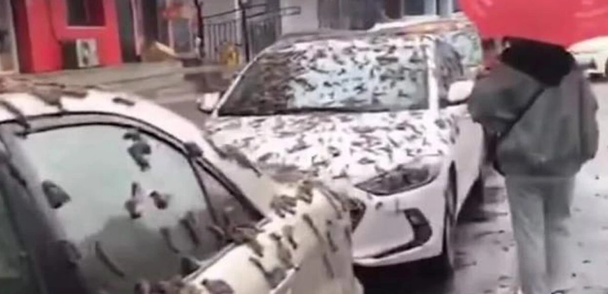 Gökten insanların üzerine yağdı: Solucan yağmurunun nedeni ortaya çıktı