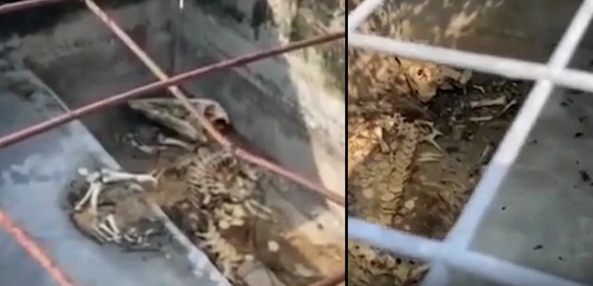 Timsah çiftliğinde korkunç olaylar! Sahipleri ölünce yemek veren kimse olmadı