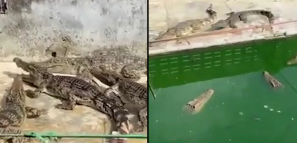 Timsah çiftliğinde korkunç olaylar! Sahipleri ölünce yemek veren kimse olmadı