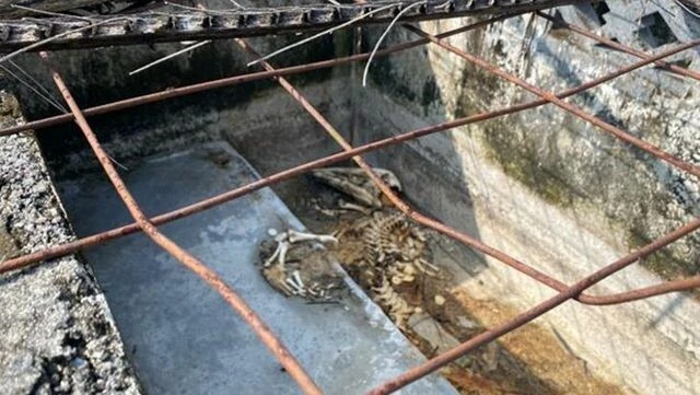 Timsah çiftliğinde korkunç olaylar! Sahipleri ölünce yemek veren kimse olmadı