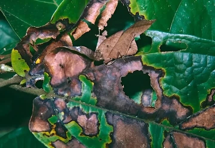 Süre 10 saniye… Yaprakların arasındaki çekirgeyi bulabilen dahi kabul ediliyor!