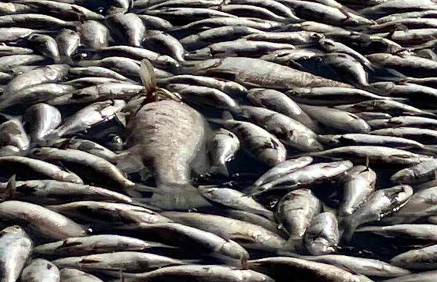 Avustralya'da milyonlarca tatlı su balığı öldü: Suyun yüzünde görebiliyoruz