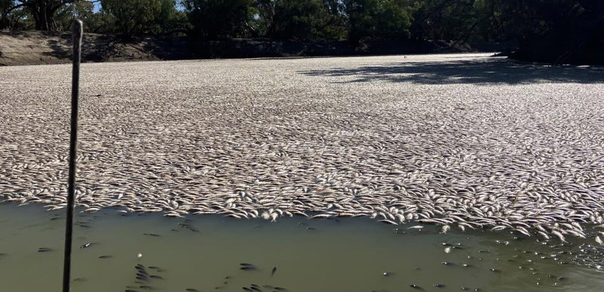 Avustralya&#039;da milyonlarca tatlı su balığı öldü: Suyun yüzünde görebiliyoruz