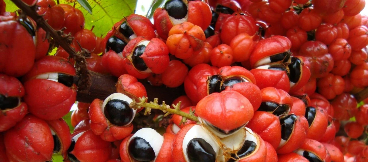 Zayıflatan Guarana kahvesi kapış kapış gidiyor! Günde 2 fincan içen 1 ayda 2 beden inceliyor