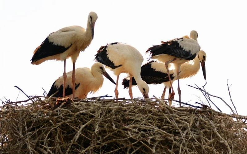 İklim değişikliği leyleklerin kafasını karıştırdı! Bu yıl erken geldiler