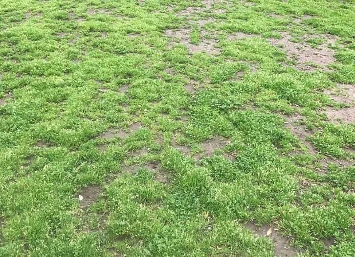 Şahin gözlülere 4 saniye yetiyor: Çimenlerin arasındaki tenis topunu yalnızca pratik zekalılar görebiliyor!