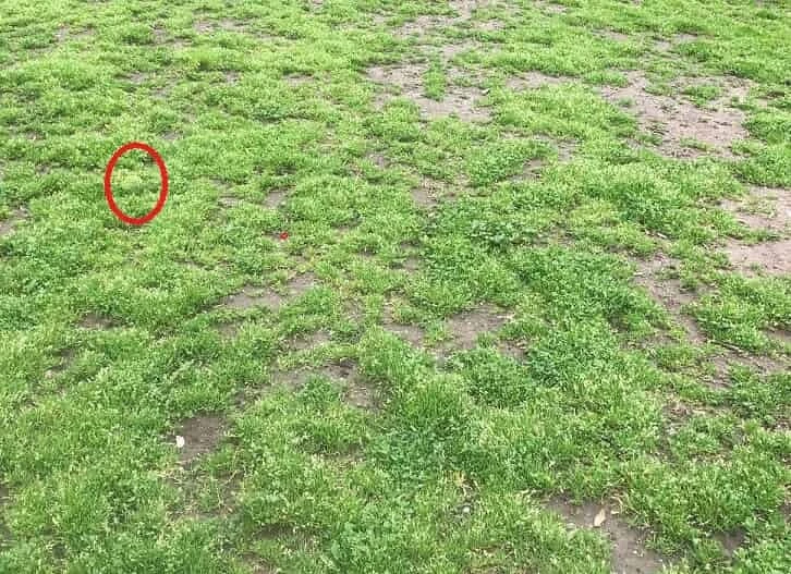 Şahin gözlülere 4 saniye yetiyor: Çimenlerin arasındaki tenis topunu yalnızca pratik zekalılar görebiliyor!