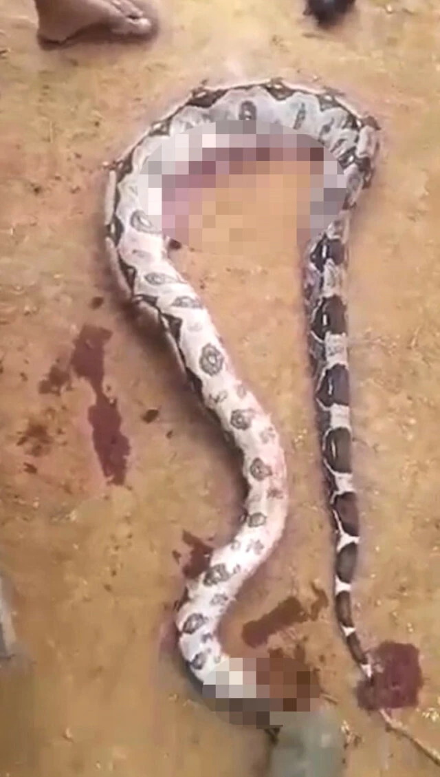 Yılanın içinden çıkan köylüleri şoke etti! Gizem böyle çözüldü